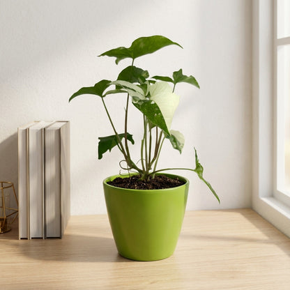 סינגוניום אלבו