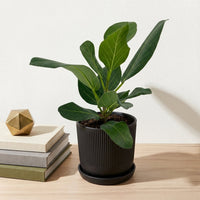 כד פסים שחור קוטר 13 + תחתית