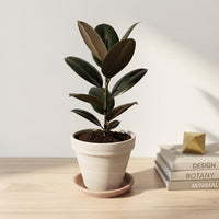 כד טרקוטה בהיר קוטר 16 + תחתית