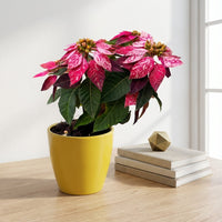 כד קרמיקה חלק צהוב קוטר 13