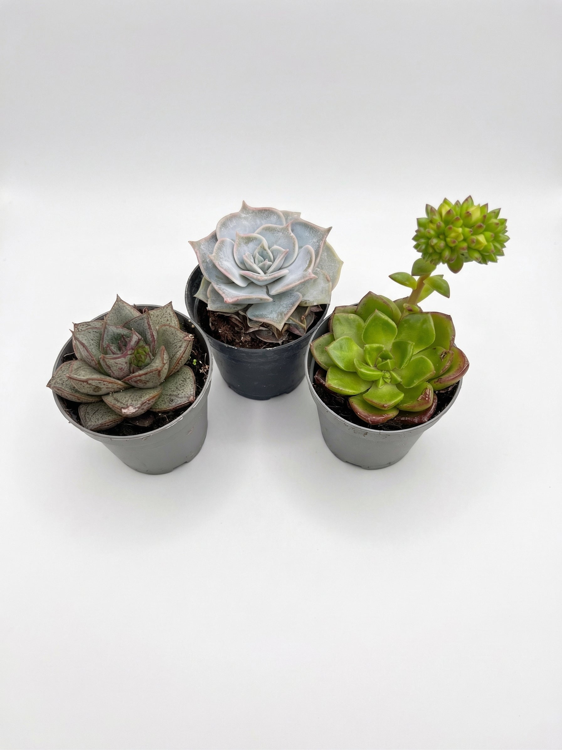 סוקולנט בהפתעה | בייבי-1-nan.png.png