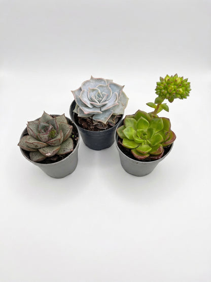 סוקולנט בהפתעה | בייבי-1-nan.png.png