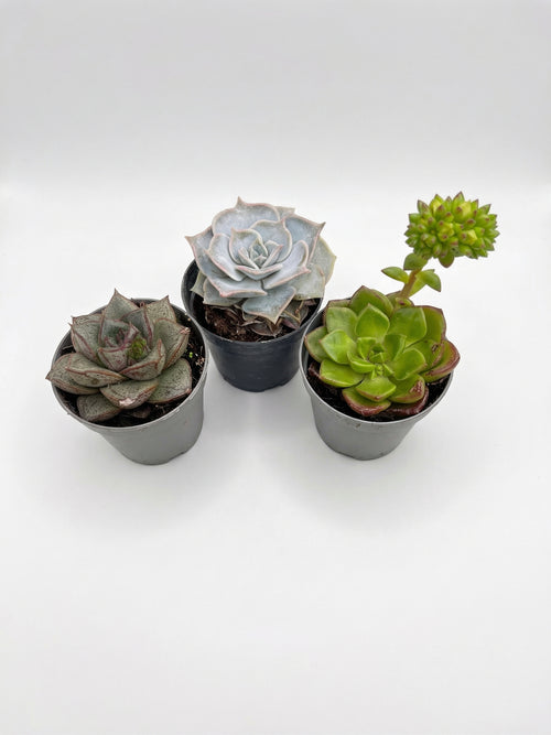 סוקולנט בהפתעה | בייבי-1-nan.png.png