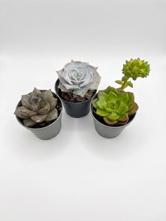 סוקולנט בהפתעה | בייבי-1-nan.png.png