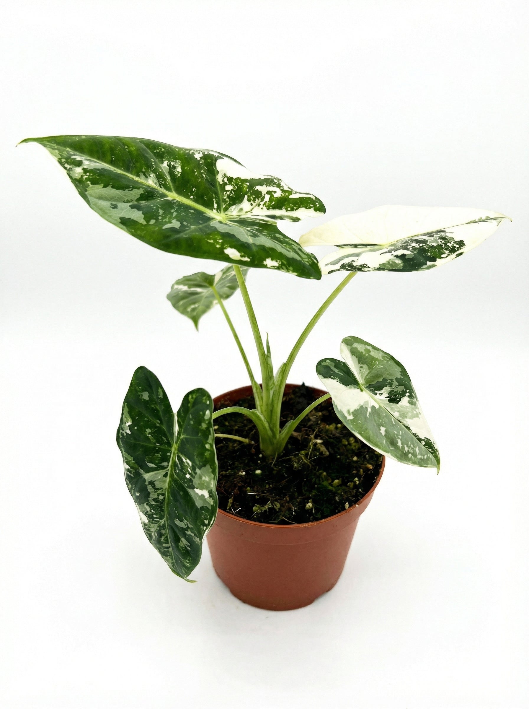 אלוקסיה פריידיק מגוונת | בייבי-2-nan.png.png