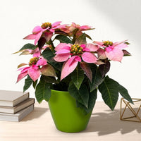 כד קרמיקה חלק ירוק קוטר 13