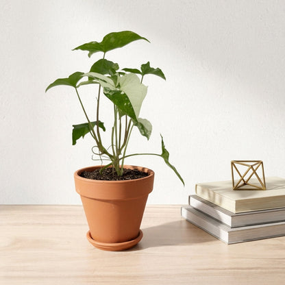 סינגוניום אלבו