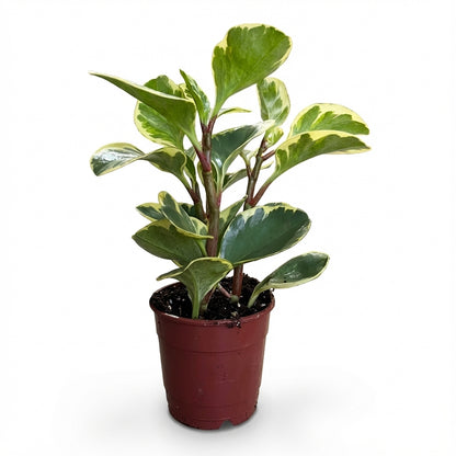 1-פפרומיה מגניפולה עציץ 12-nano.png.png