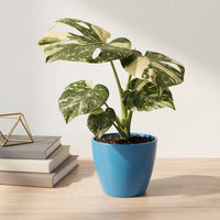 כד קרמיקה חלק כחול קוטר 13