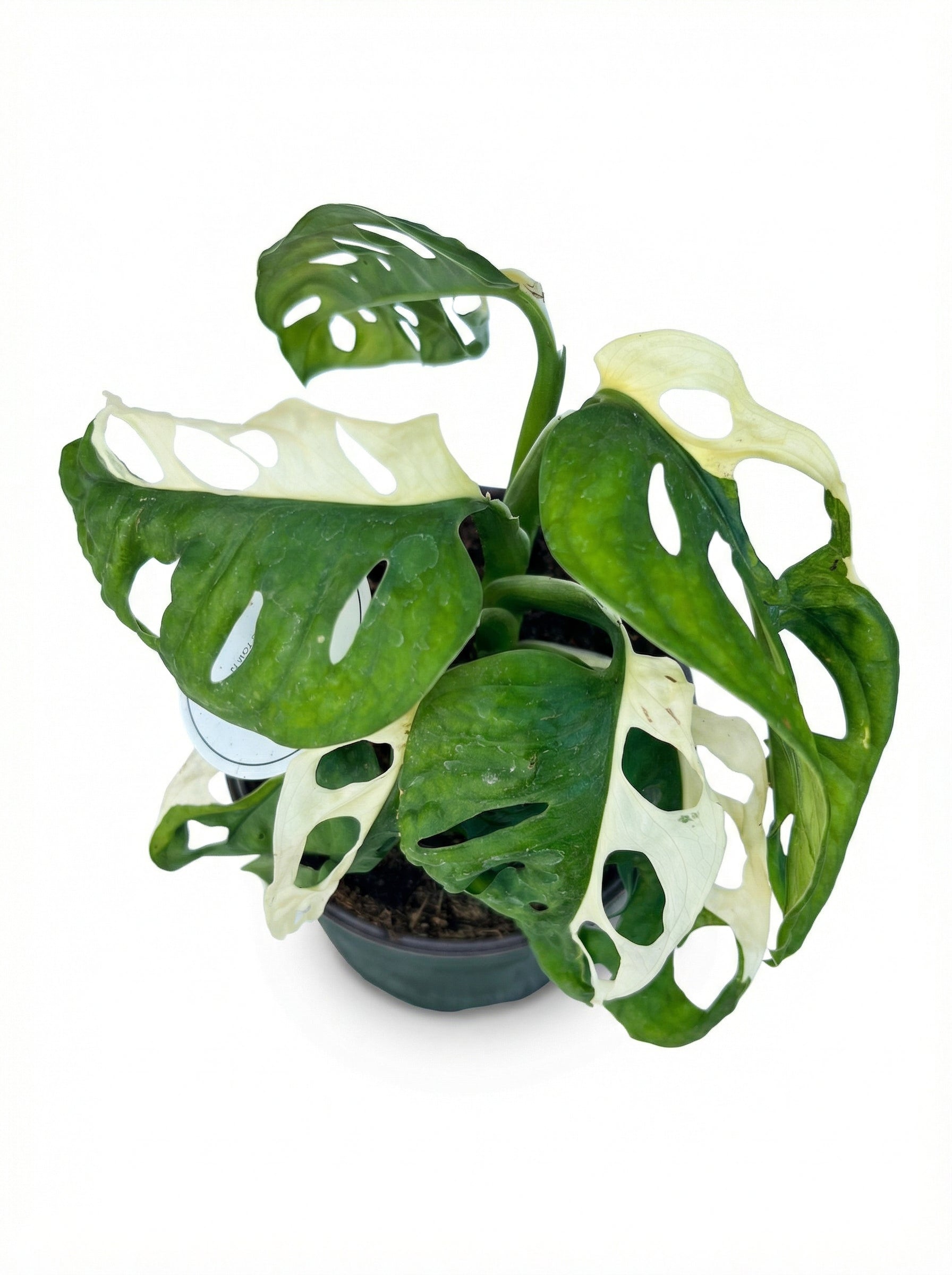 מונסטרה אדסוני מגוונת| בינוני-2-nan.png.png