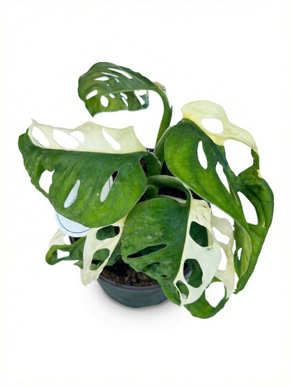 מונסטרה אדסוני מגוונת| בינוני-2-nan.png.png