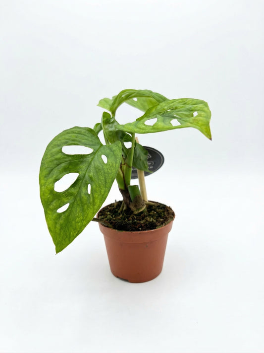 מונסטרה אדנסוני מינט | בייבי-1-nan.png.png