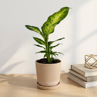 כד פסים שמנת קוטר 13 + תחתית