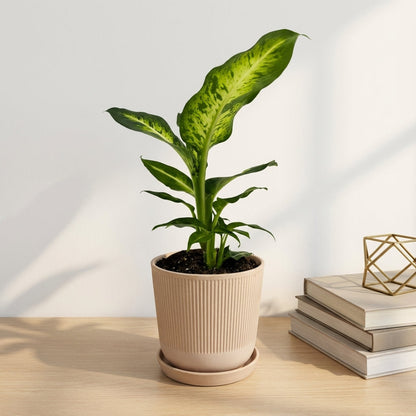 דיפנבכיה סמר סטייל