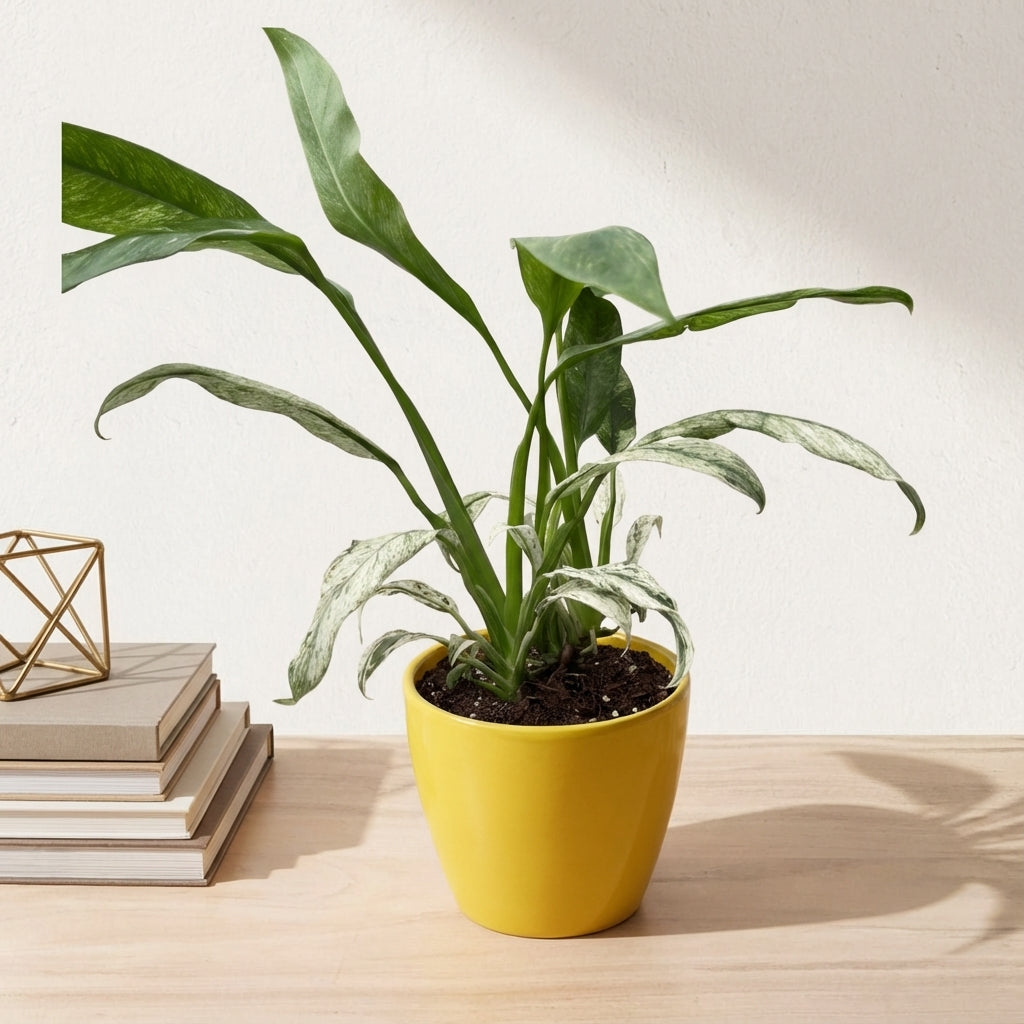 אפיפ גיגאנטום מרבל