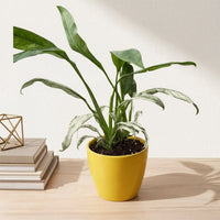 כד קרמיקה חלק צהוב קוטר 13