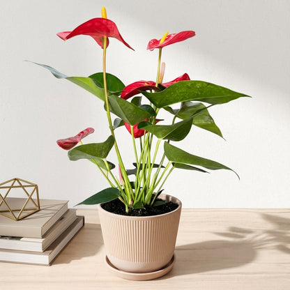 אנטוריום פורח עציץ 12