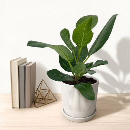 פיקוס אודרי