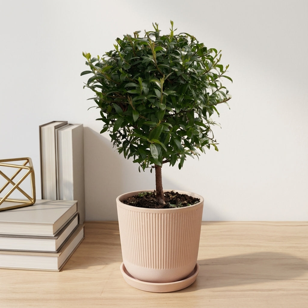 הדס עציץ קוטר 12