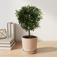 כד פסים שמנת קוטר 13 + תחתית