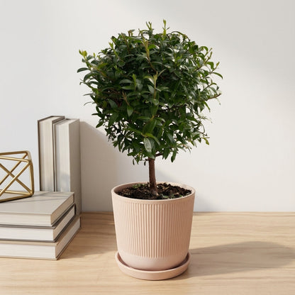 הדס עציץ קוטר 12