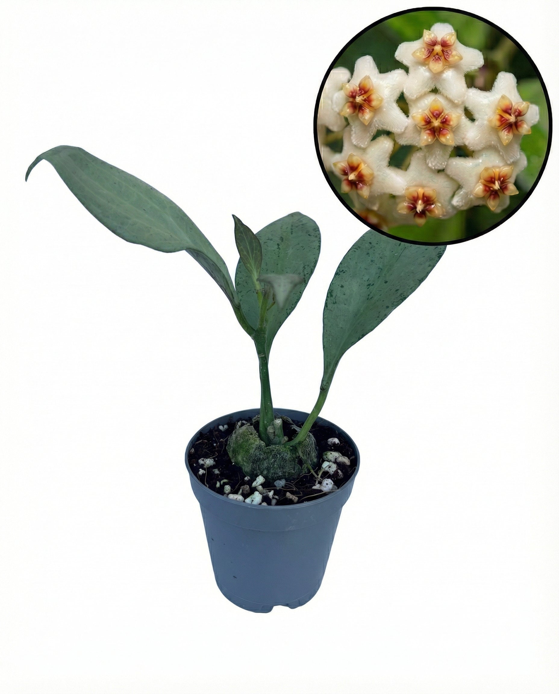 הויה גוינאה גוסט-1-nan.png.png