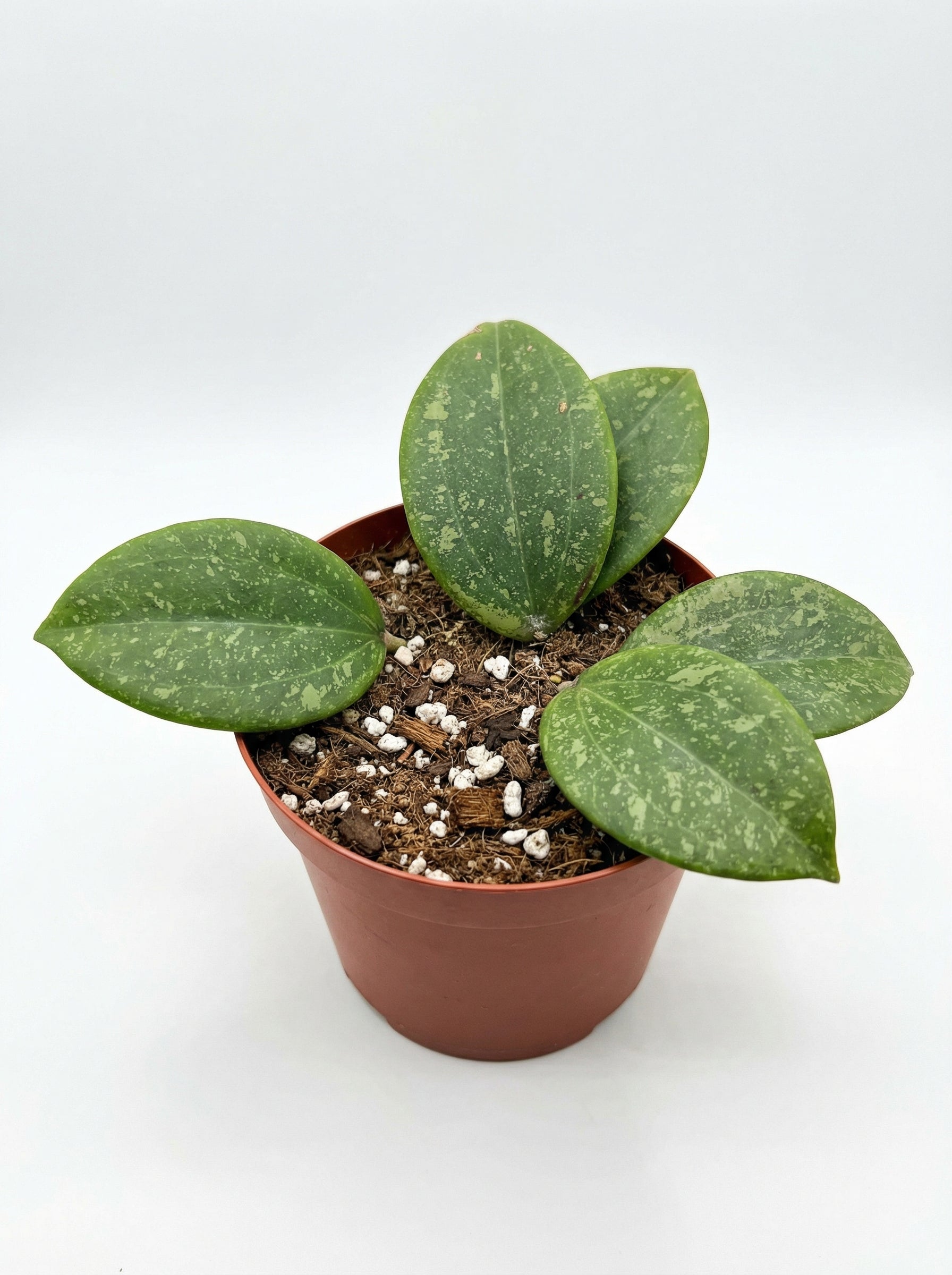 הויה ויברגיאה | בינוני-3-nan.png.png