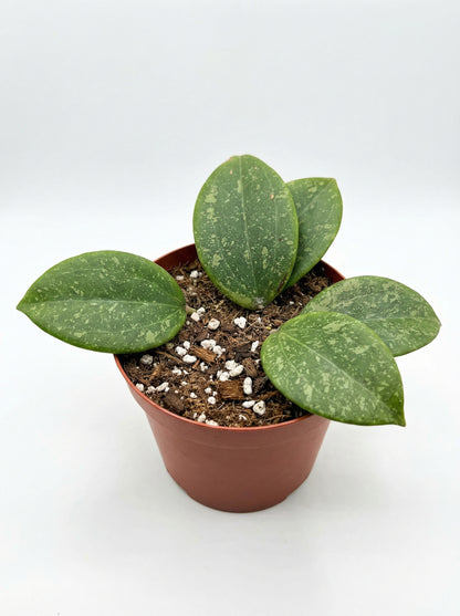 הויה ויברגיאה | בינוני-3-nan.png.png