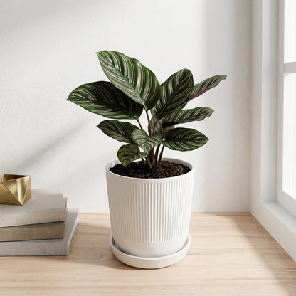 קלתאה אורנטה קוטר 12