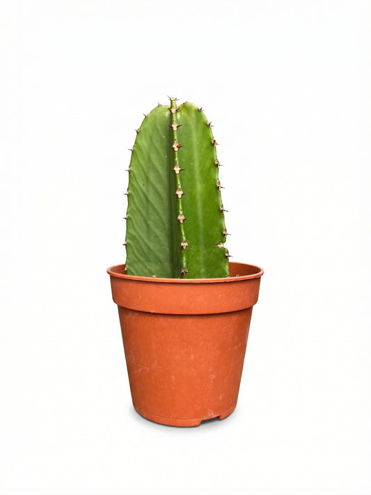 אפורביה מיקס | בינוני-1-nan.png.png