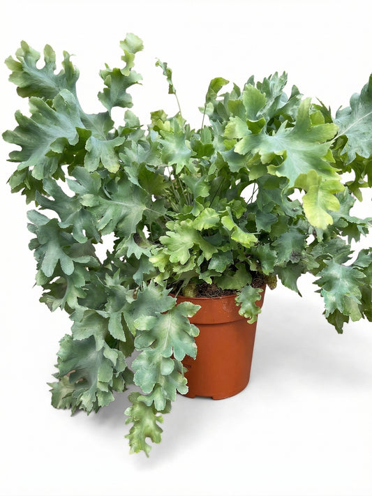 שרך פלופודיום | בינוני-1-nan.png.png