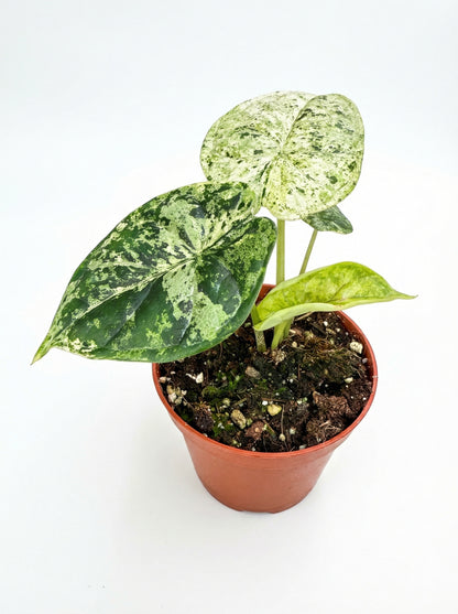 אלוקסיה דרגון סקייל מינט | בייבי מבצע-1-nan.png.png