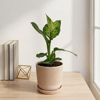 כד פסים שמנת קוטר 13 + תחתית