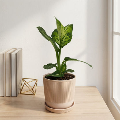 דיפנבכיה קומפקטה