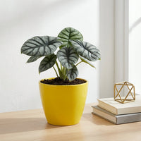 כד קרמיקה חלק צהוב קוטר 13