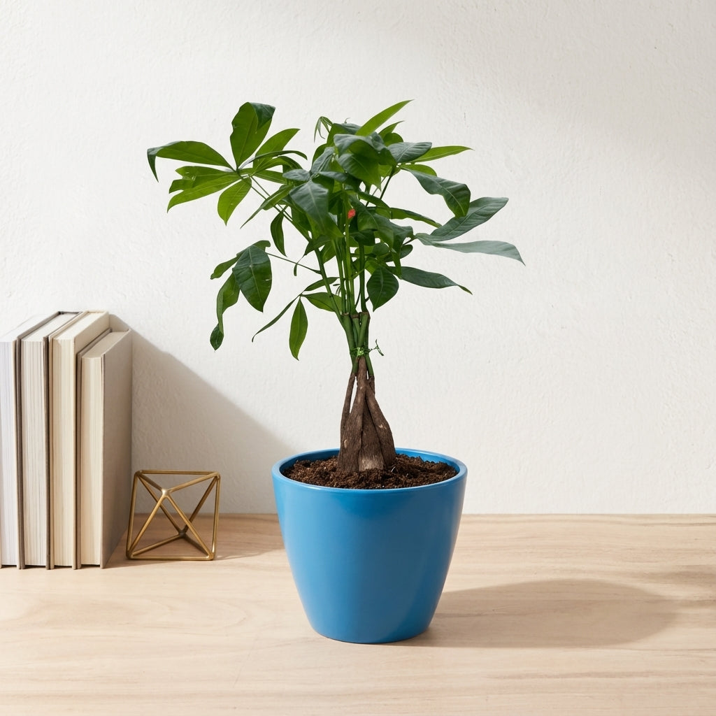 פכירה קוטר 12