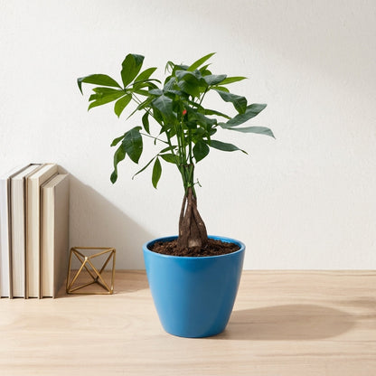 פכירה קוטר 12