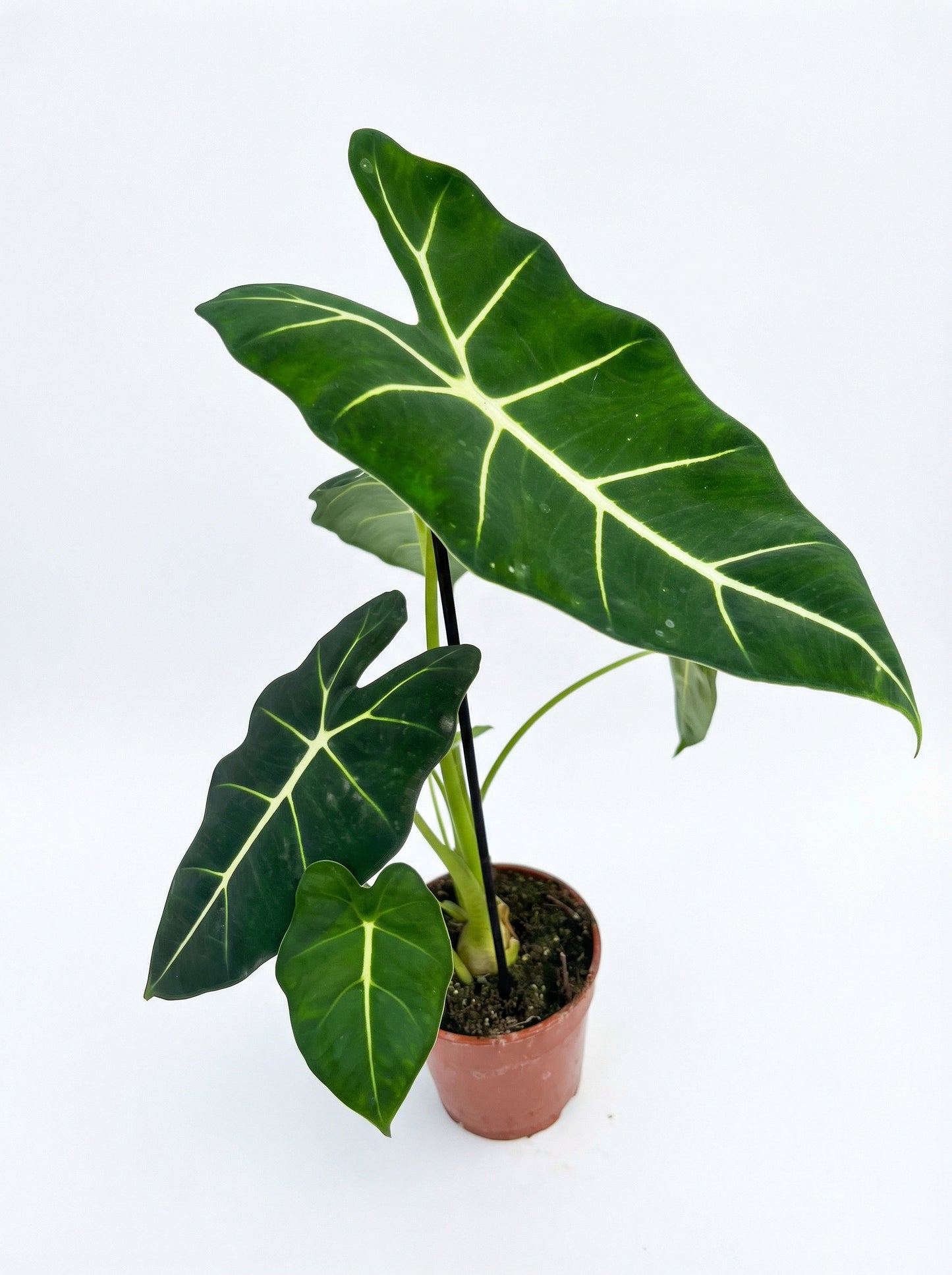 אלוק׳ פריידק | בינוני-2-nan.png.png