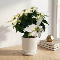 כד פסים לבן קוטר 13 + תחתית