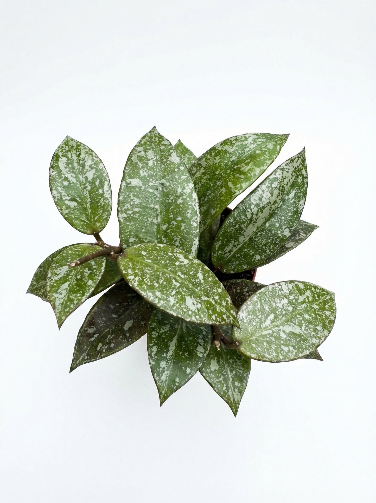 הויה נאבאוונסיס ספלאש | בייבי-3-nan.png.png