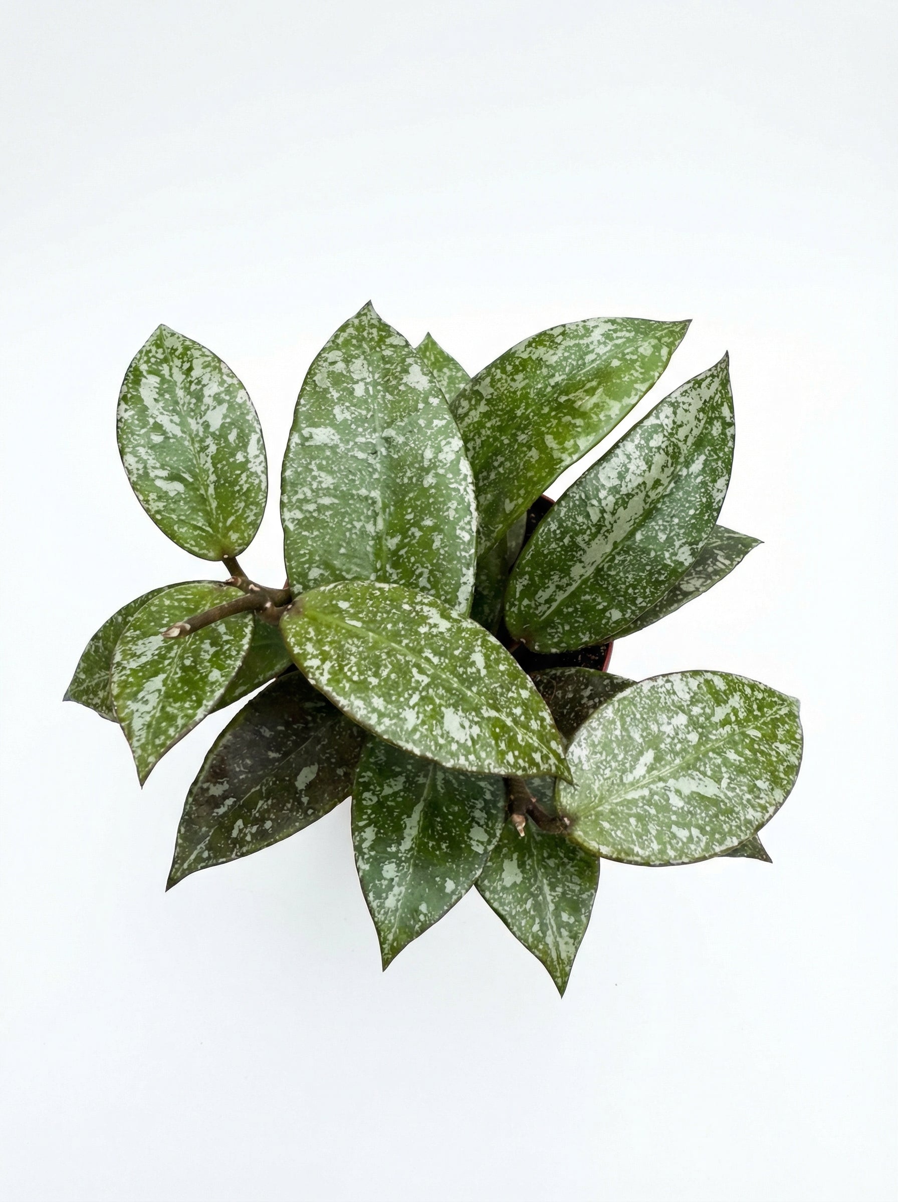 הויה נאבאוונסיס ספלאש | בייבי-3-nan.png.png