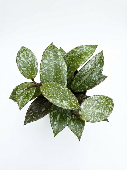 הויה נאבאוונסיס ספלאש | בייבי-3-nan.png.png