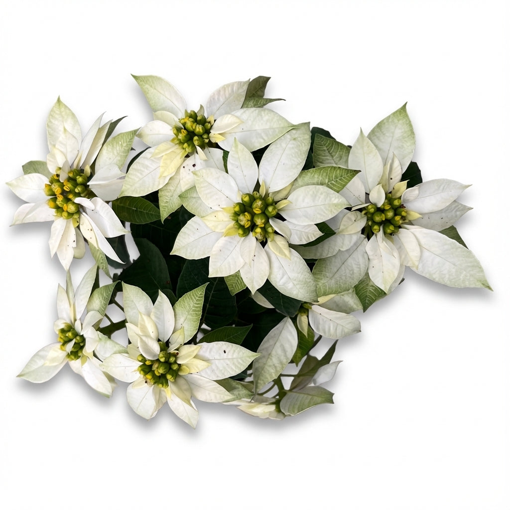 2-חלבלוב לבן-nano.png.png