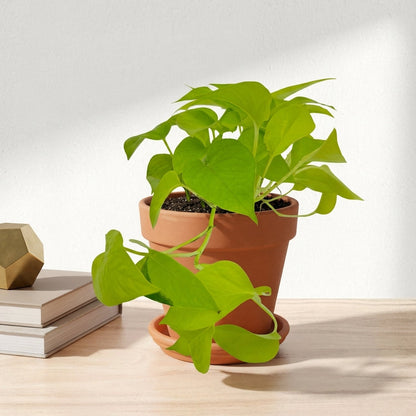 פוטוס נאון עציץ קוטר 12 ס״מ