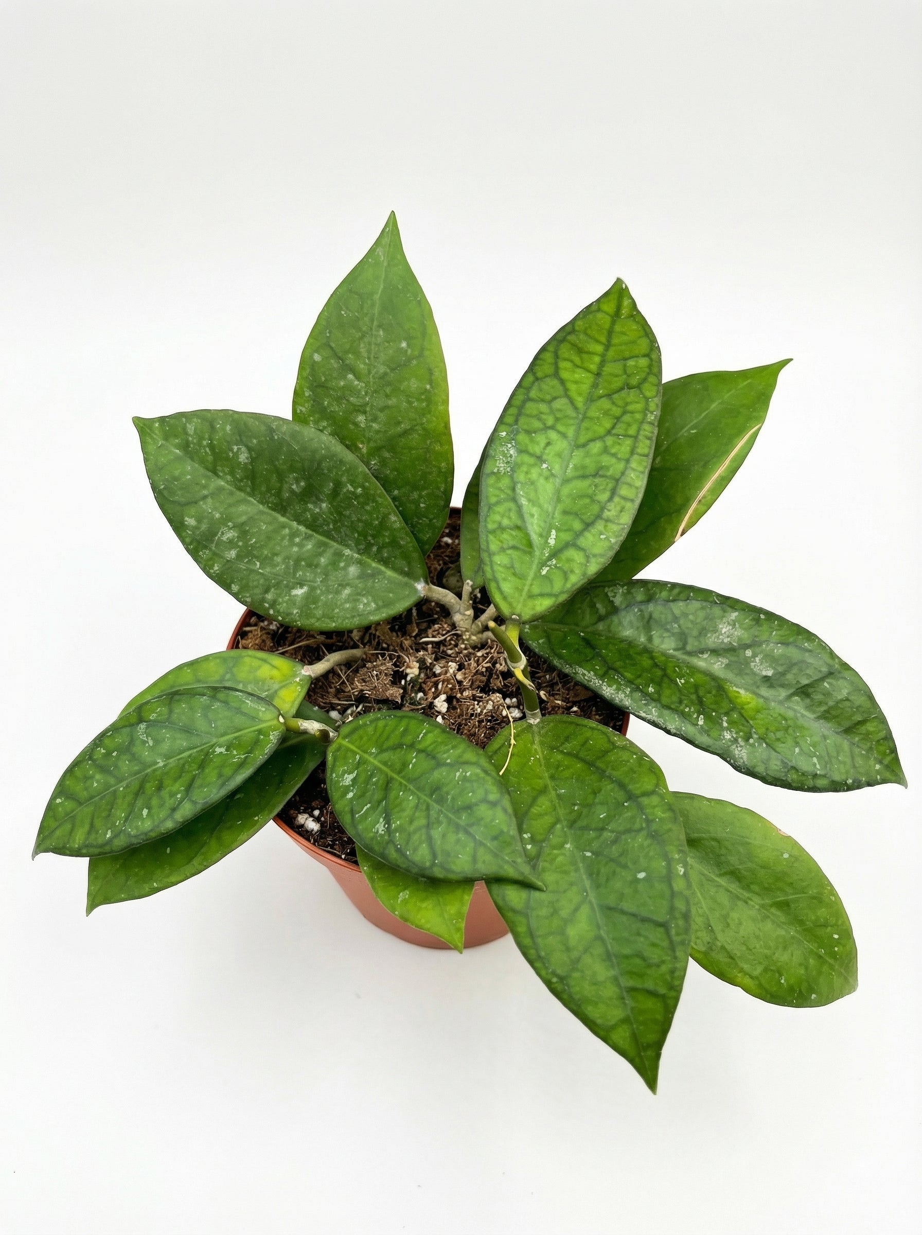 הויה טקילה סאן רייז | בינוני-3-nan.png.png