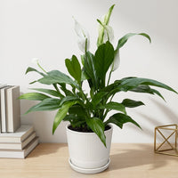 כד פסים לבן קוטר 13 + תחתית