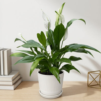 ספטיפיליום בינוני עציץ 12