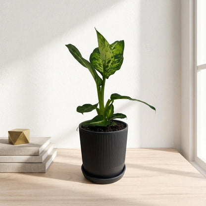 דיפנבכיה קומפקטה