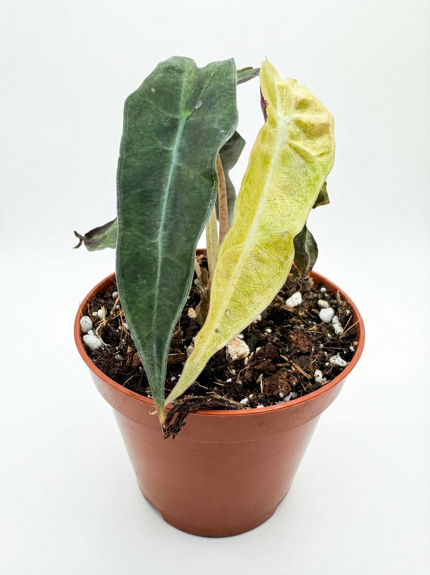 אלוקסיה פולי אוריאה | בייבי מבצע-2-nan.png.png