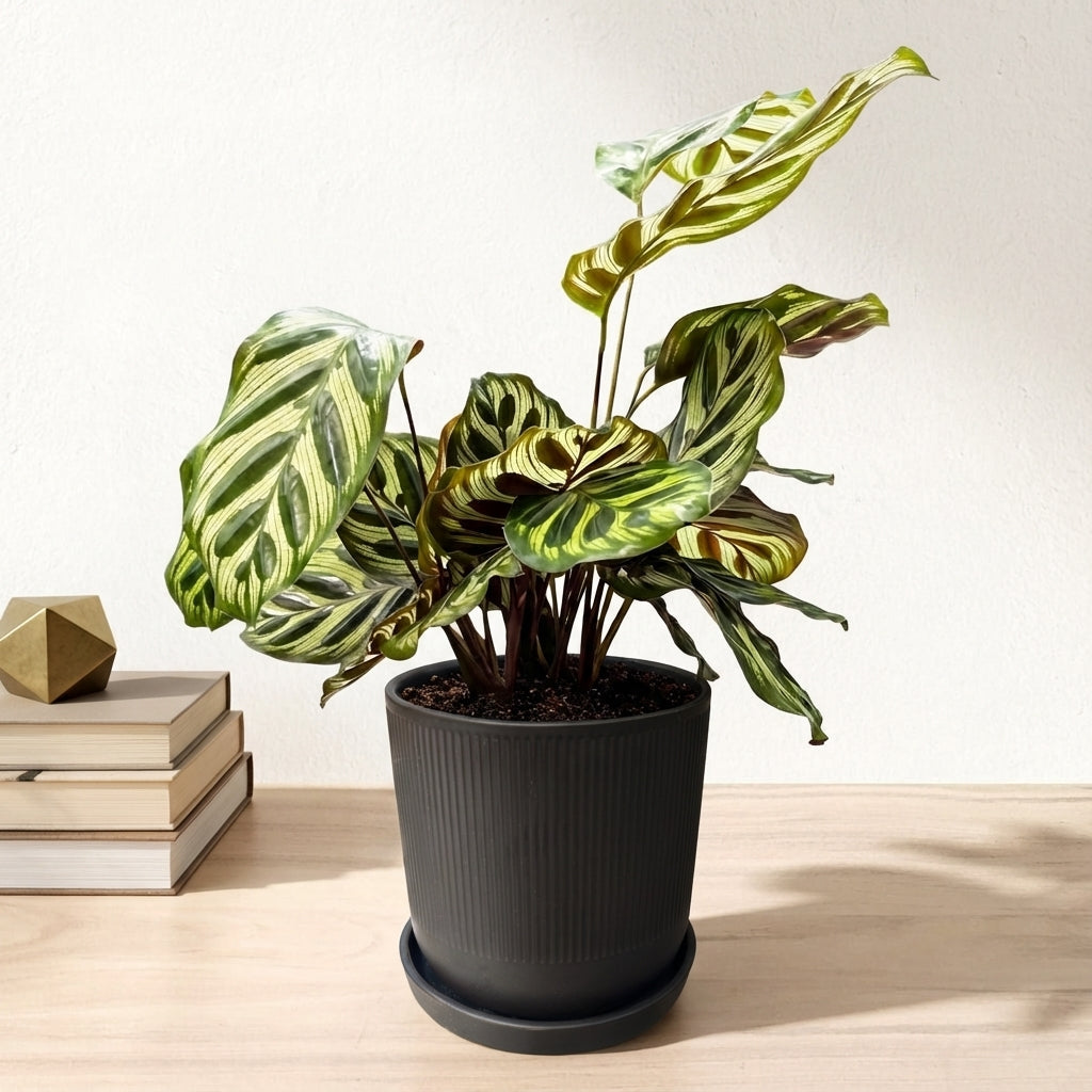 קלתאה מקויאנה עציץ 12